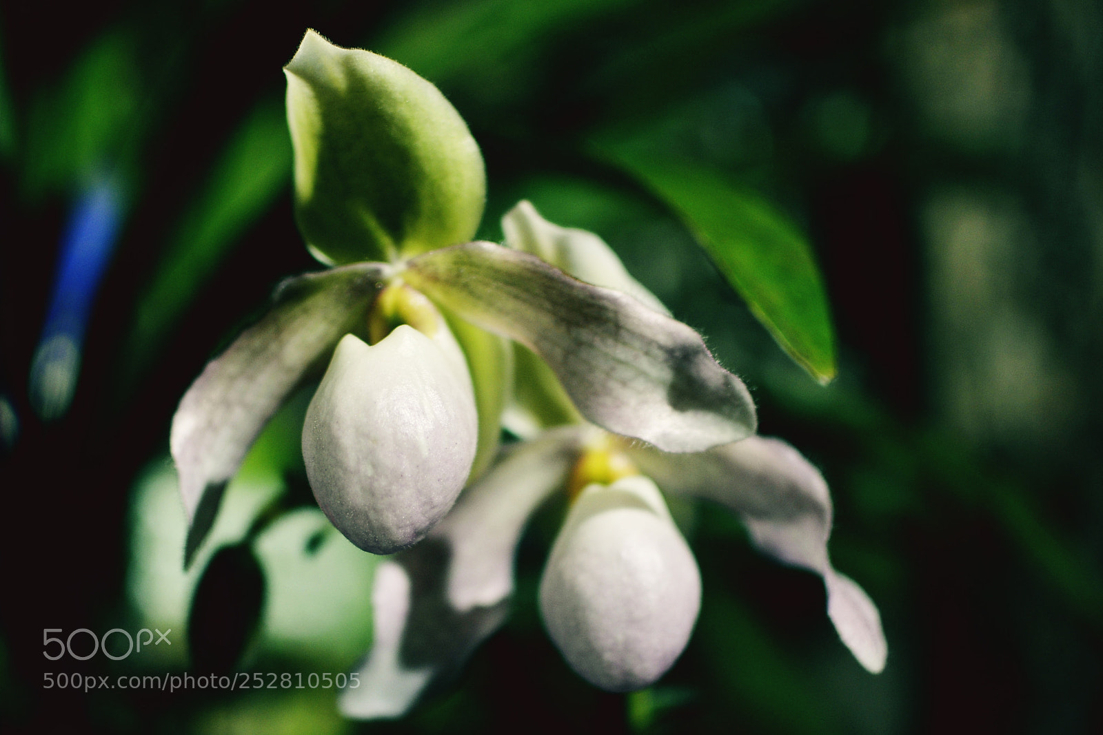 Nikon D7000 sample photo. Orchids photography