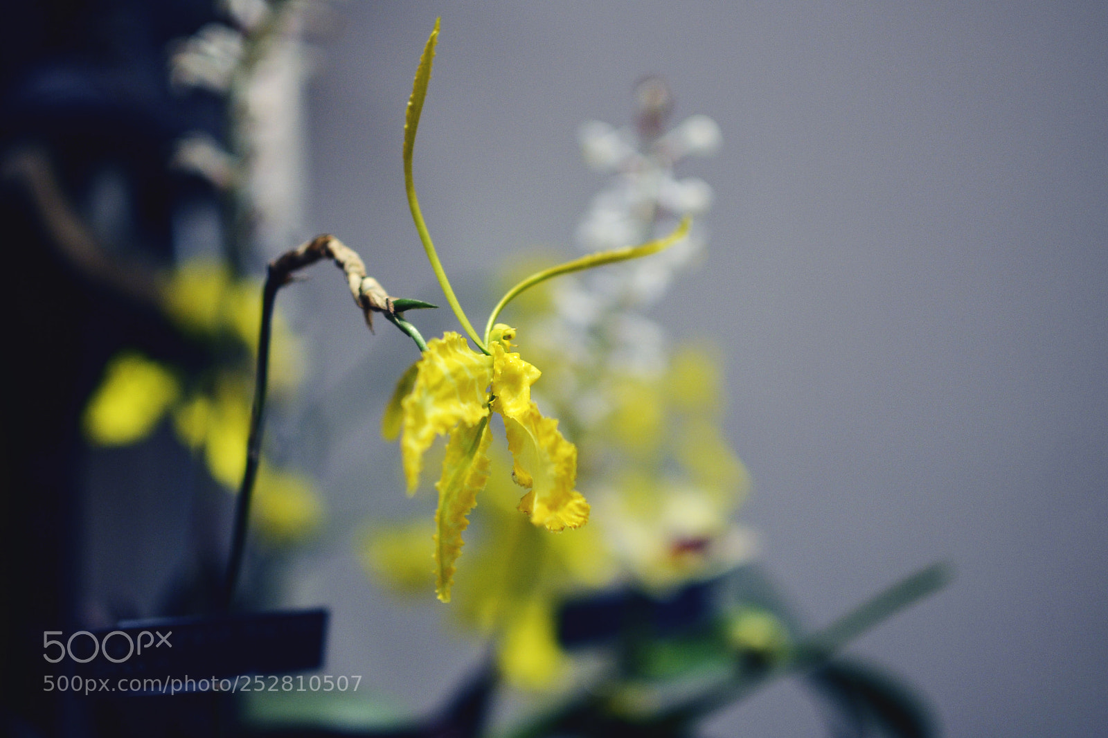Nikon D7000 sample photo. Orchids photography