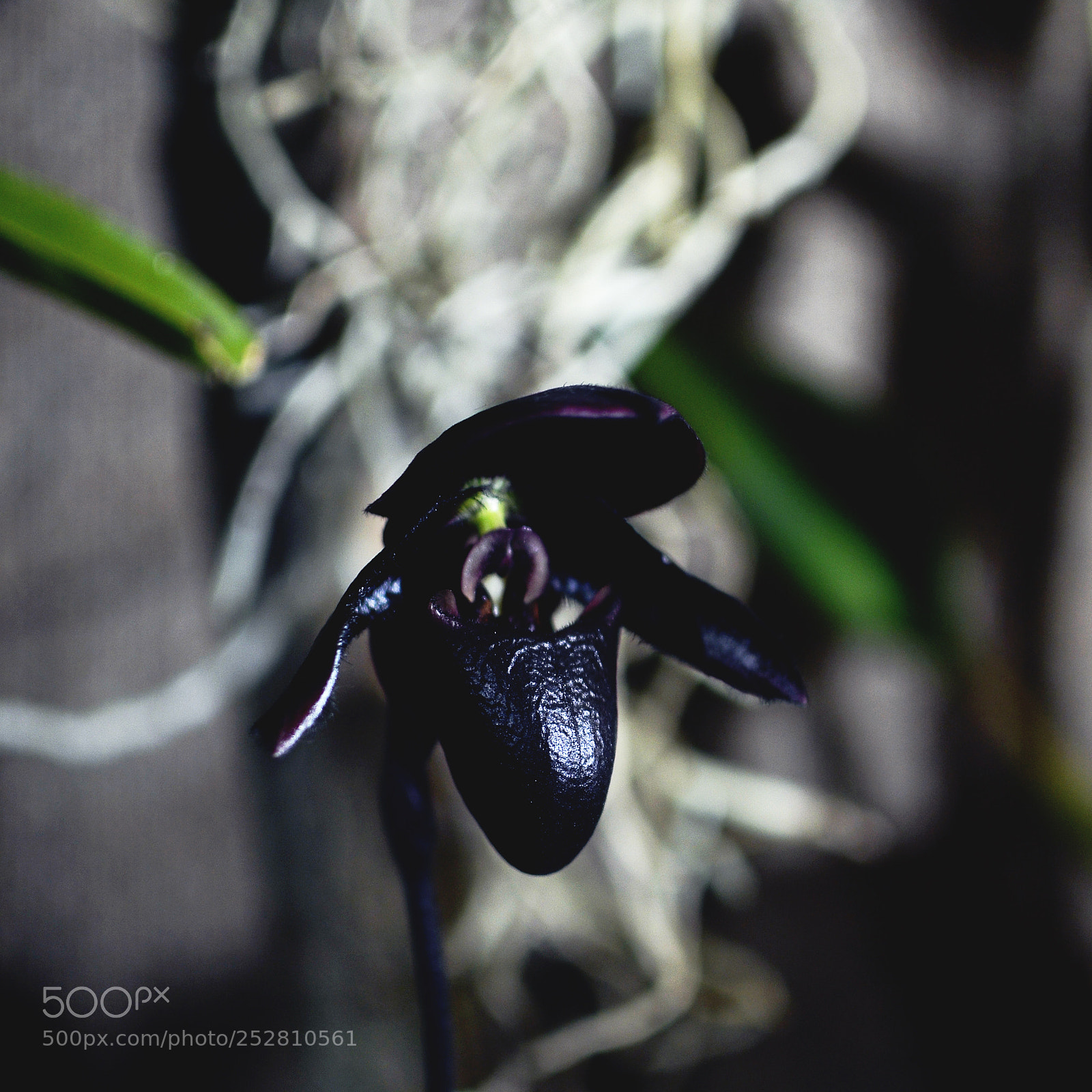 Nikon D7000 sample photo. Orchids photography