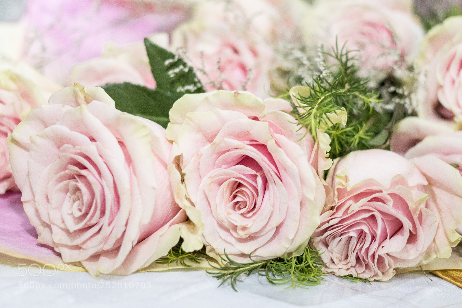 Canon EOS 80D sample photo. Beautiful roses photography