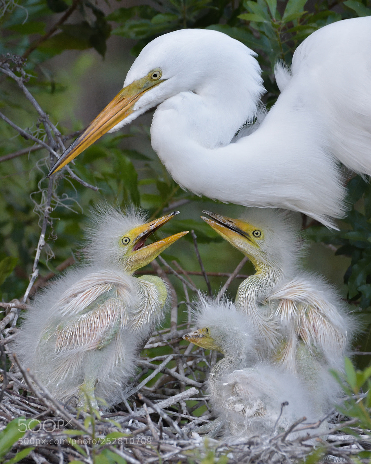 Nikon D7200 sample photo. Great egret family photography