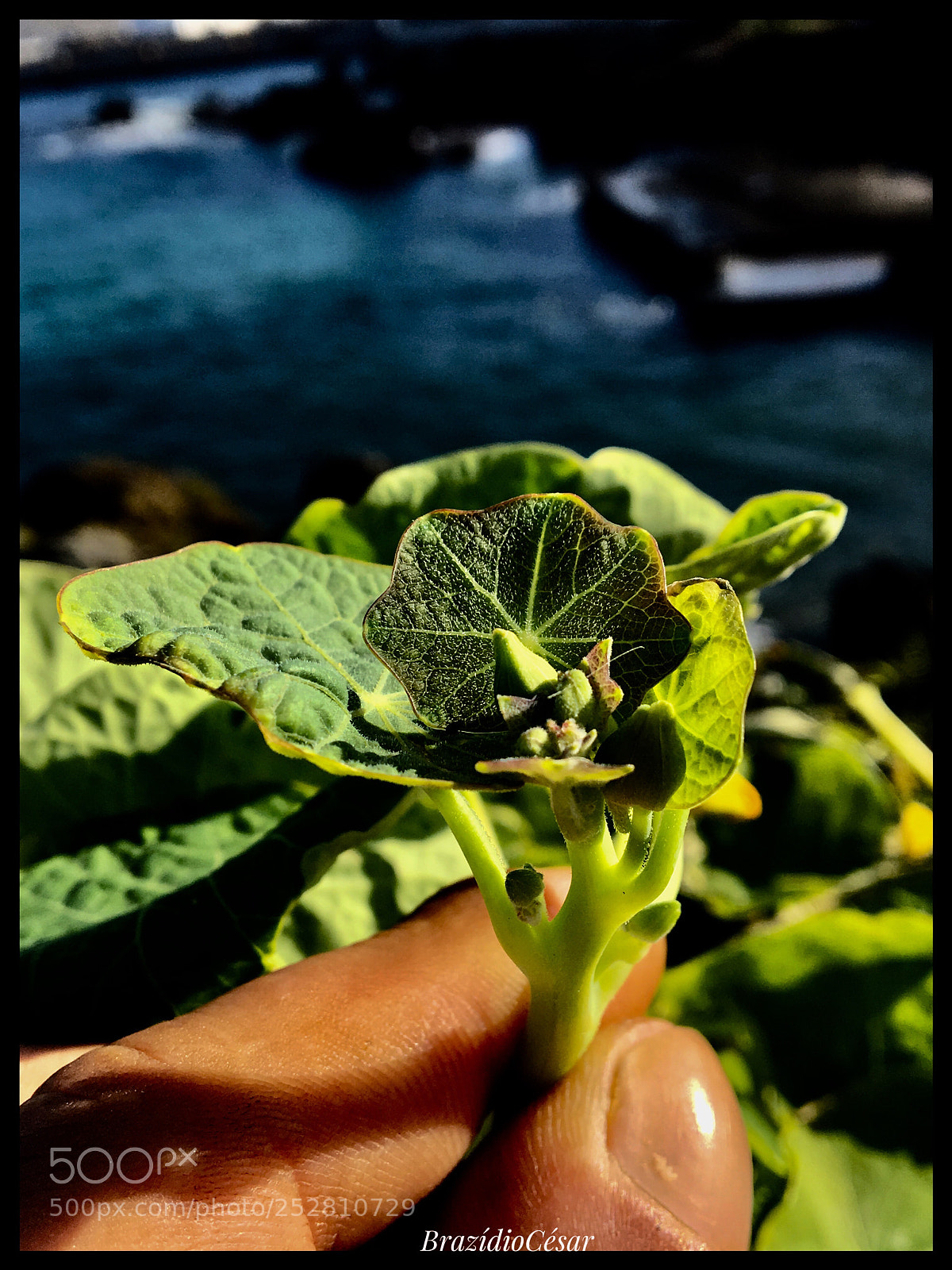Apple iPhone 6s sample photo. Untitled photography