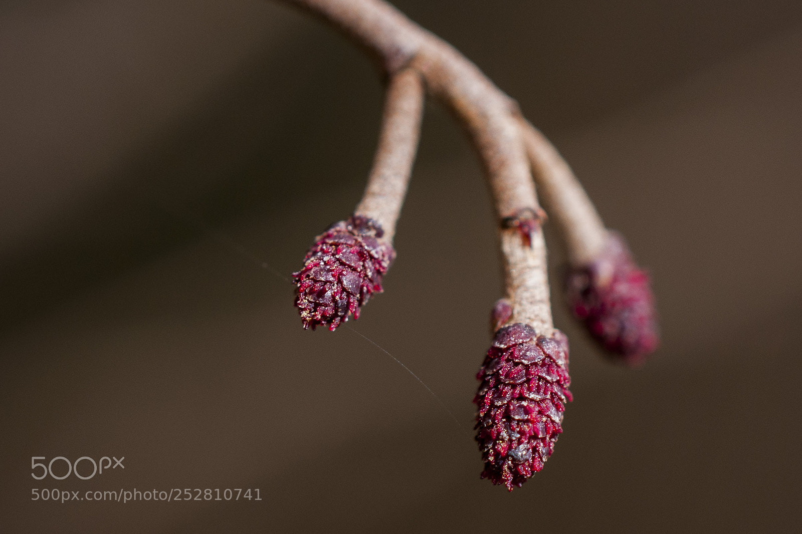 Nikon D300 sample photo. Alnus glutinosa photography