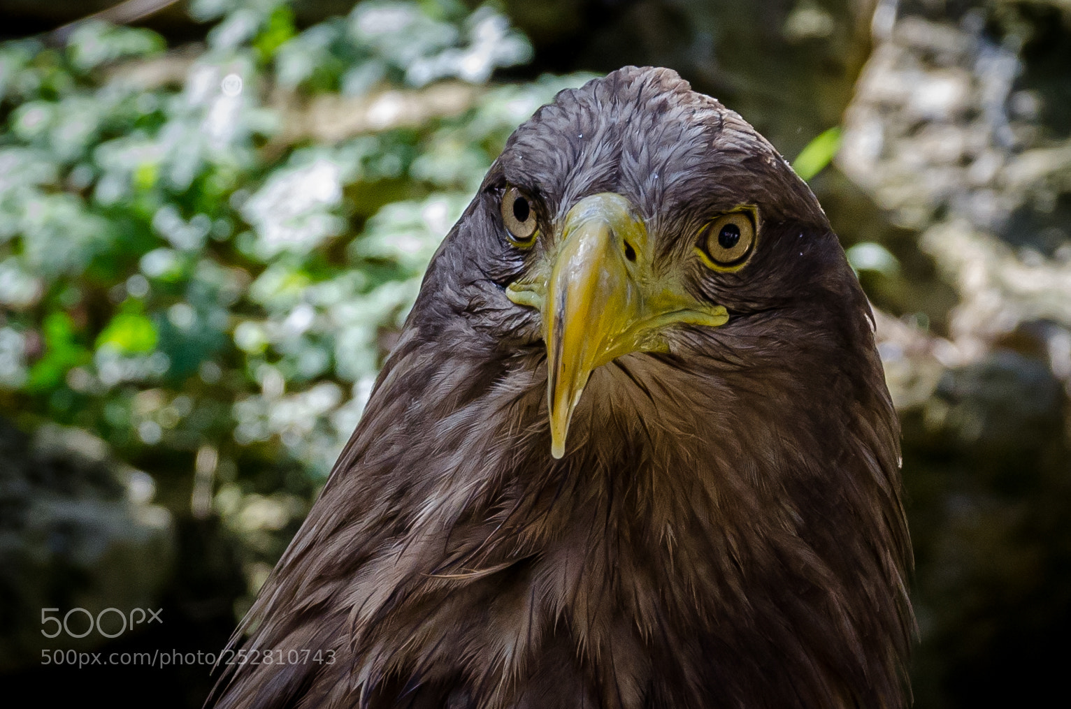 Nikon D7000 sample photo. White taled eagle photography