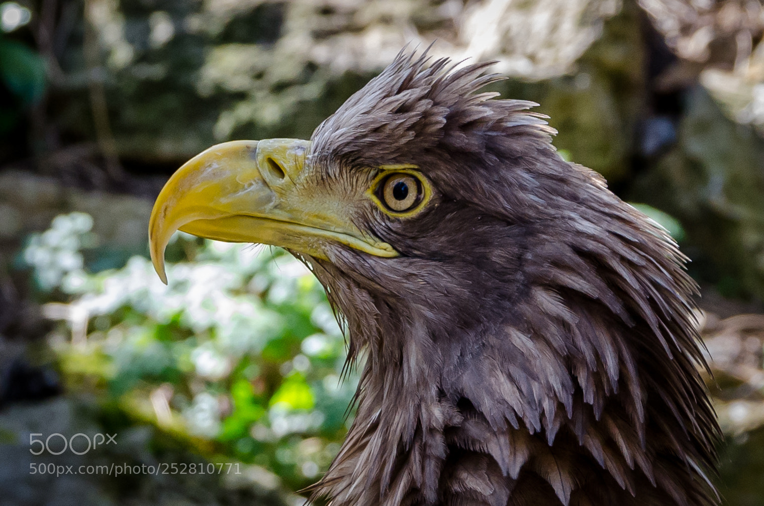 Nikon D7000 sample photo. White taled eagle photography