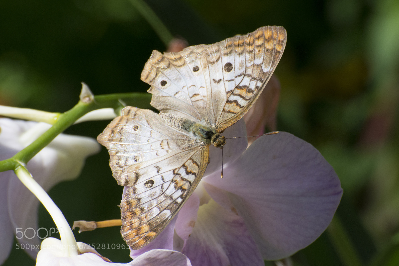 Nikon D7200 sample photo. Butterfly 2018-4 photography