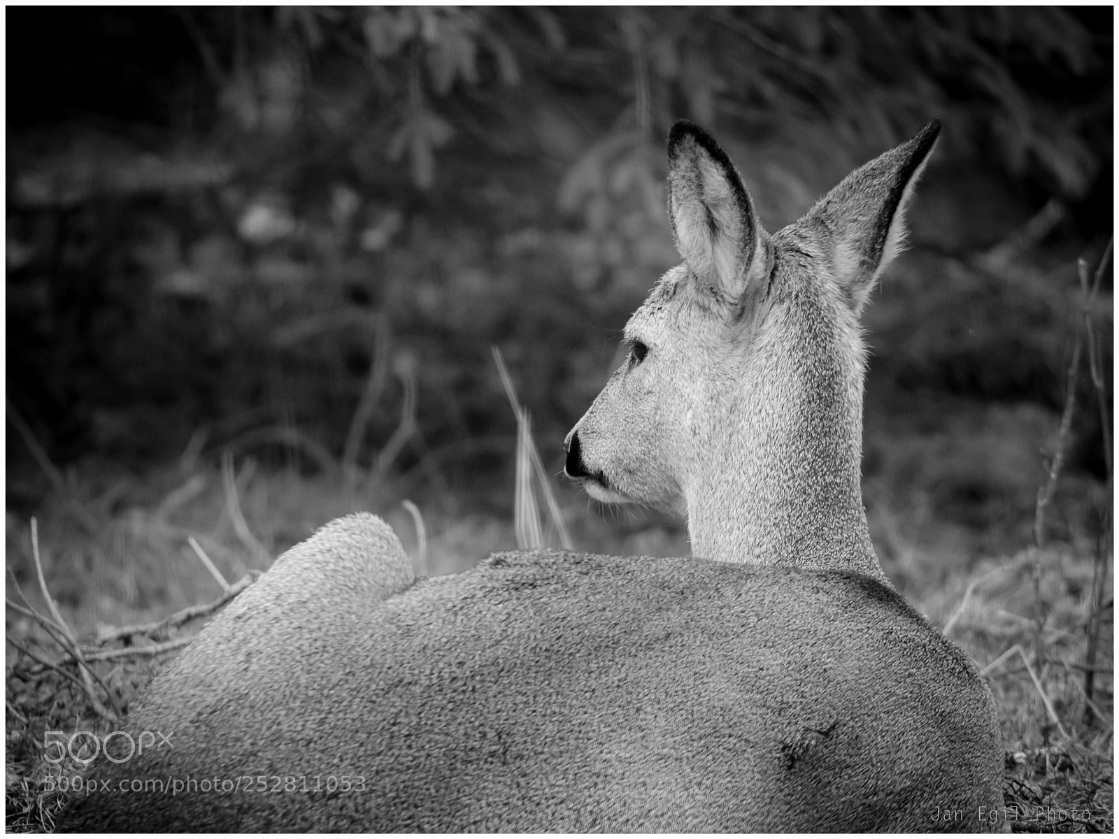 Olympus OM-D E-M1 Mark II sample photo. The deer photography