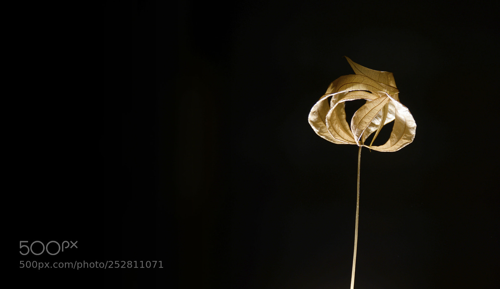 Nikon D610 sample photo. Gone with the dark photography