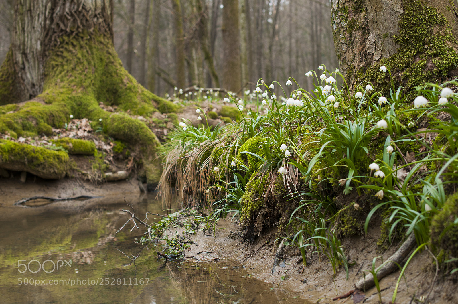 Nikon D300 sample photo. Leucojum vernum photography