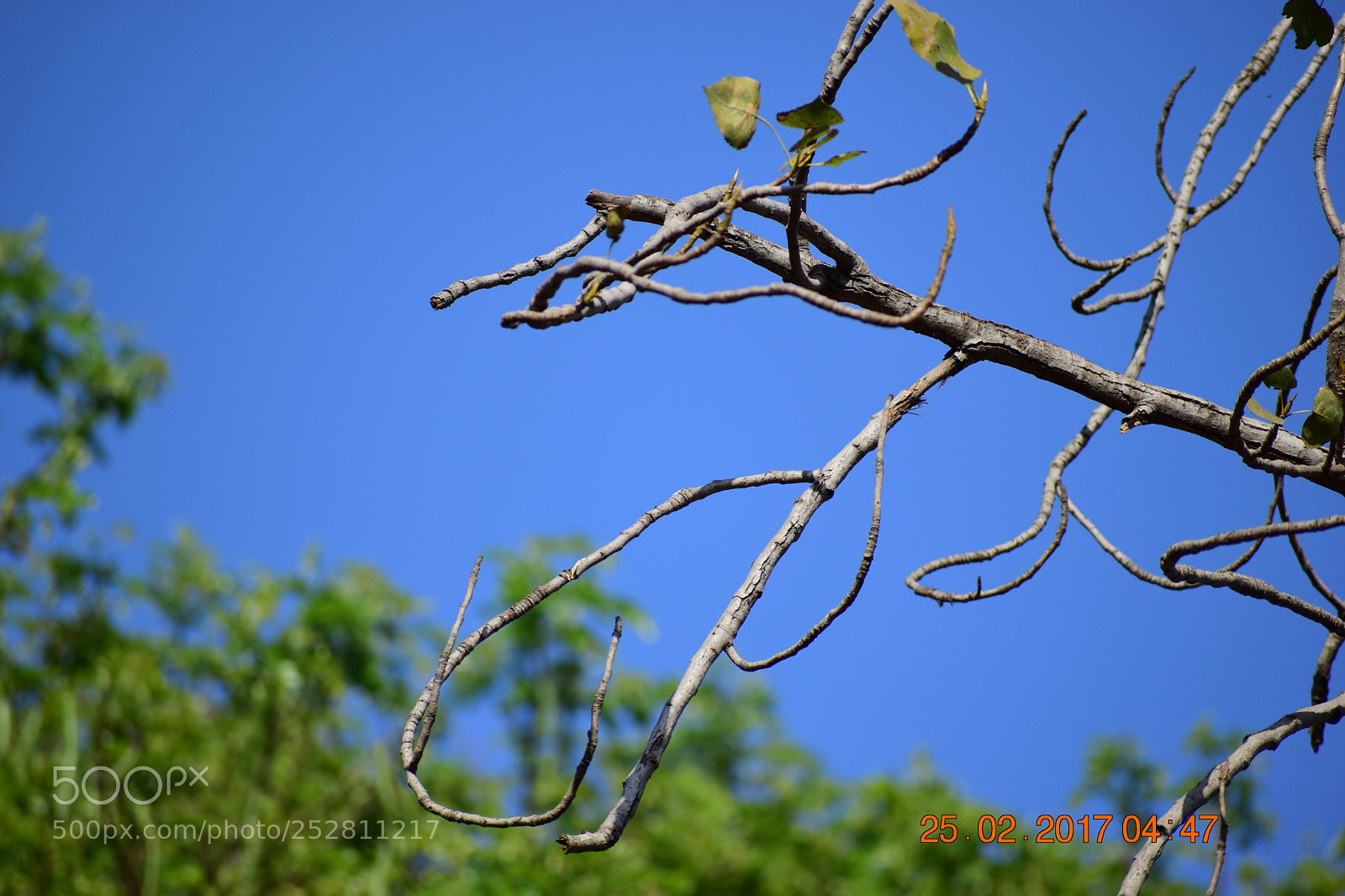 Nikon D5300 sample photo. Tree photography