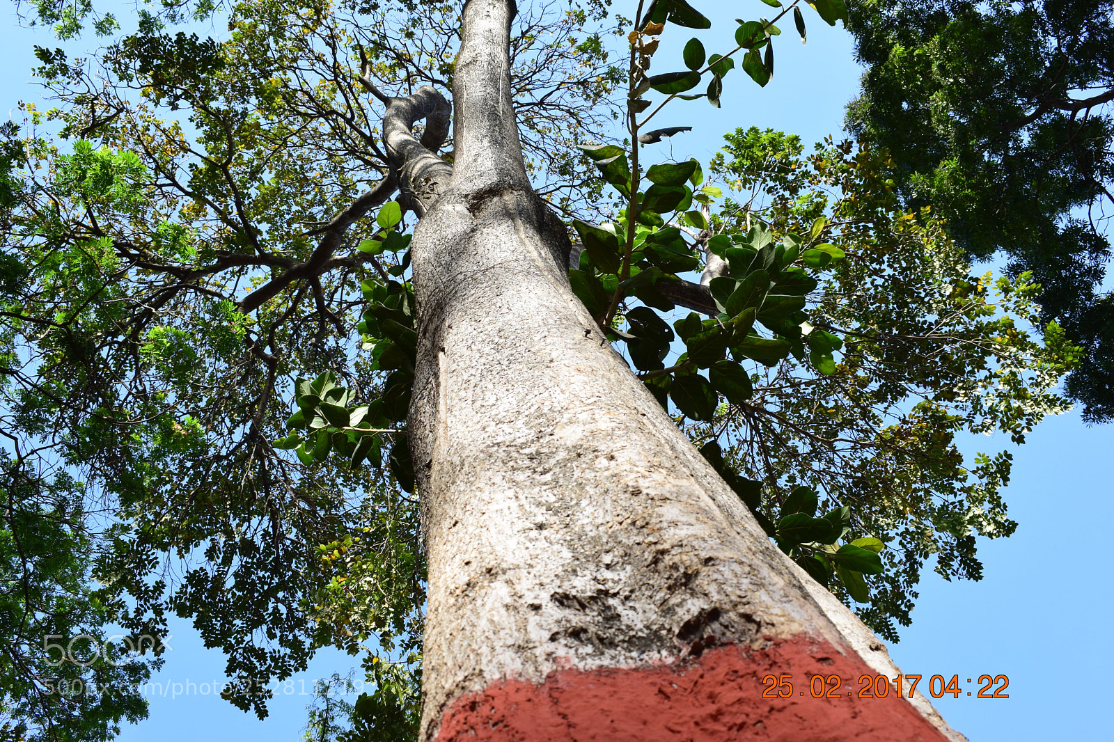 Nikon D5300 sample photo. Tree photography