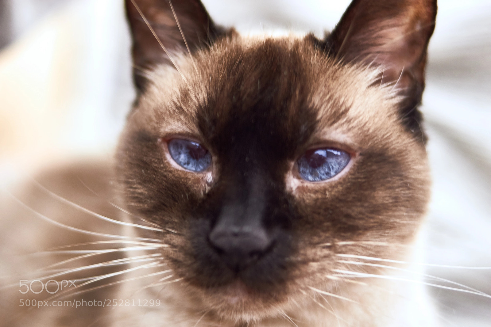 Canon EOS M10 sample photo. Arwen photography