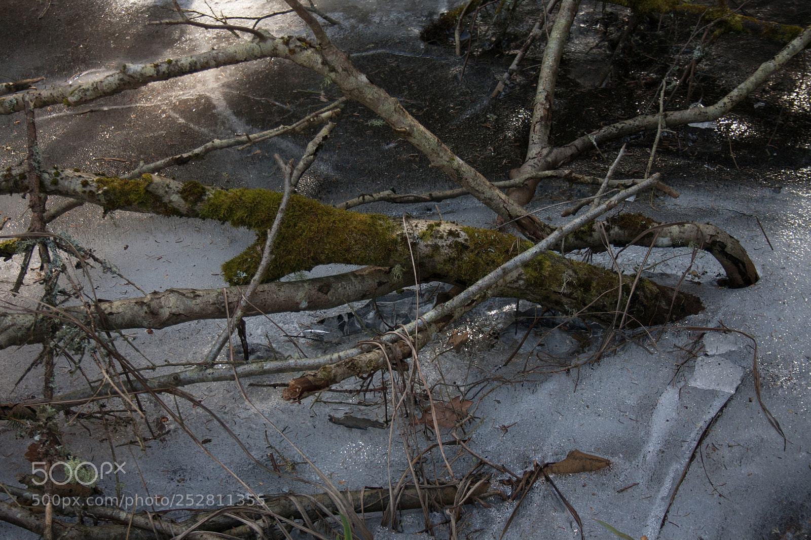 Canon EOS 1000D (EOS Digital Rebel XS / EOS Kiss F) sample photo. Ice grown to tree photography