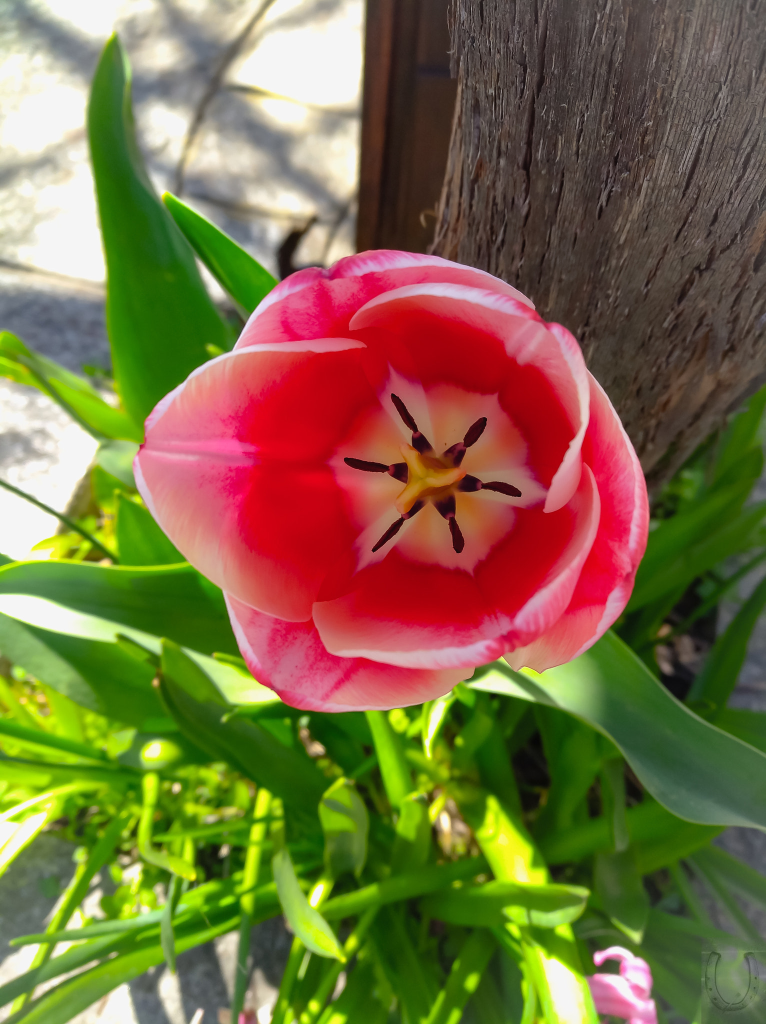 HUAWEI nova sample photo. Alive photography