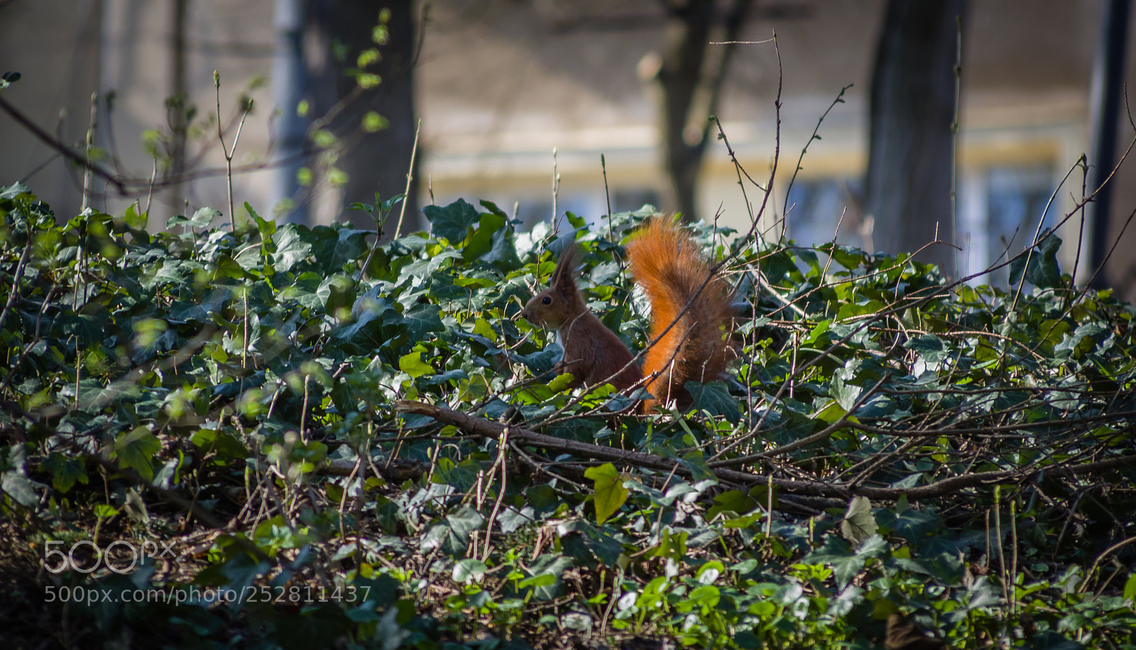 Canon EOS 700D (EOS Rebel T5i / EOS Kiss X7i) sample photo. Untitled photography