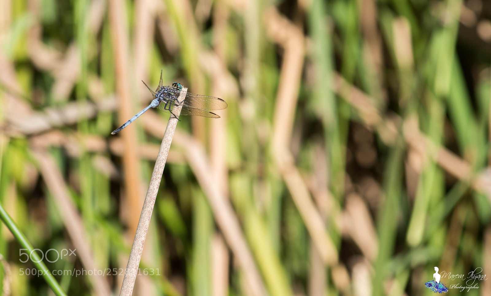 Nikon D810 sample photo. Untitled photography