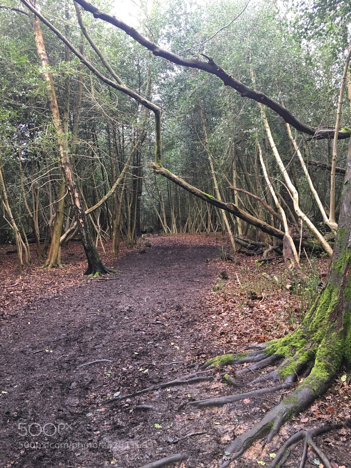 Apple iPhone 6s Plus sample photo. London parks photography