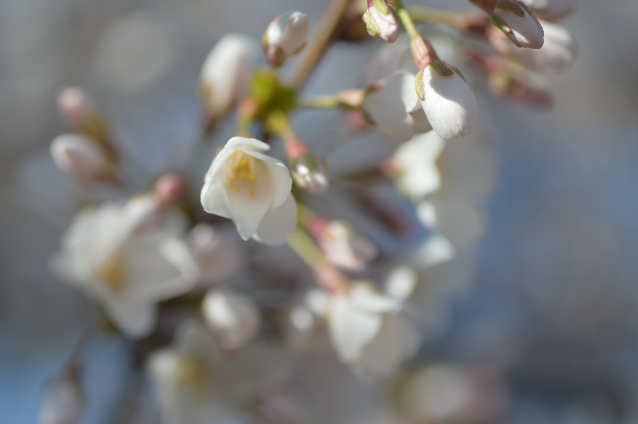 Nikon D3200 + Sigma 50mm F2.8 EX DG Macro sample photo. Patterson park cherry blossom photography