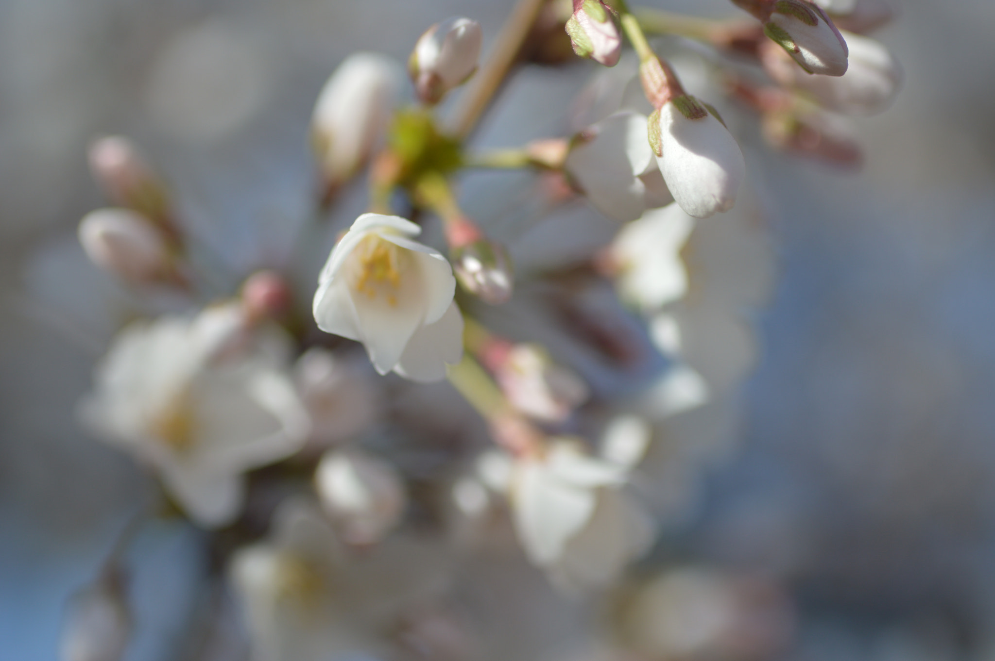 Nikon D3200 sample photo. Patterson park cherry blossom photography