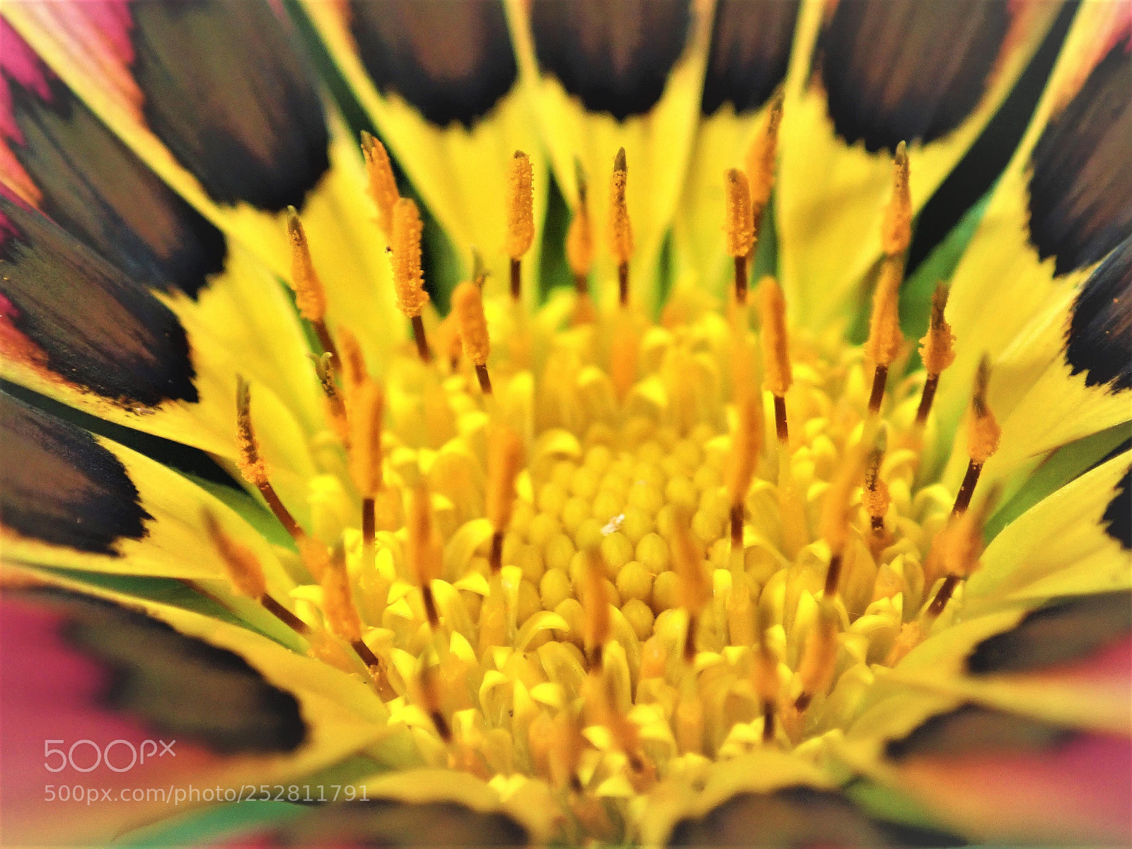 Olympus TG-5 sample photo. Wild flower macro photography