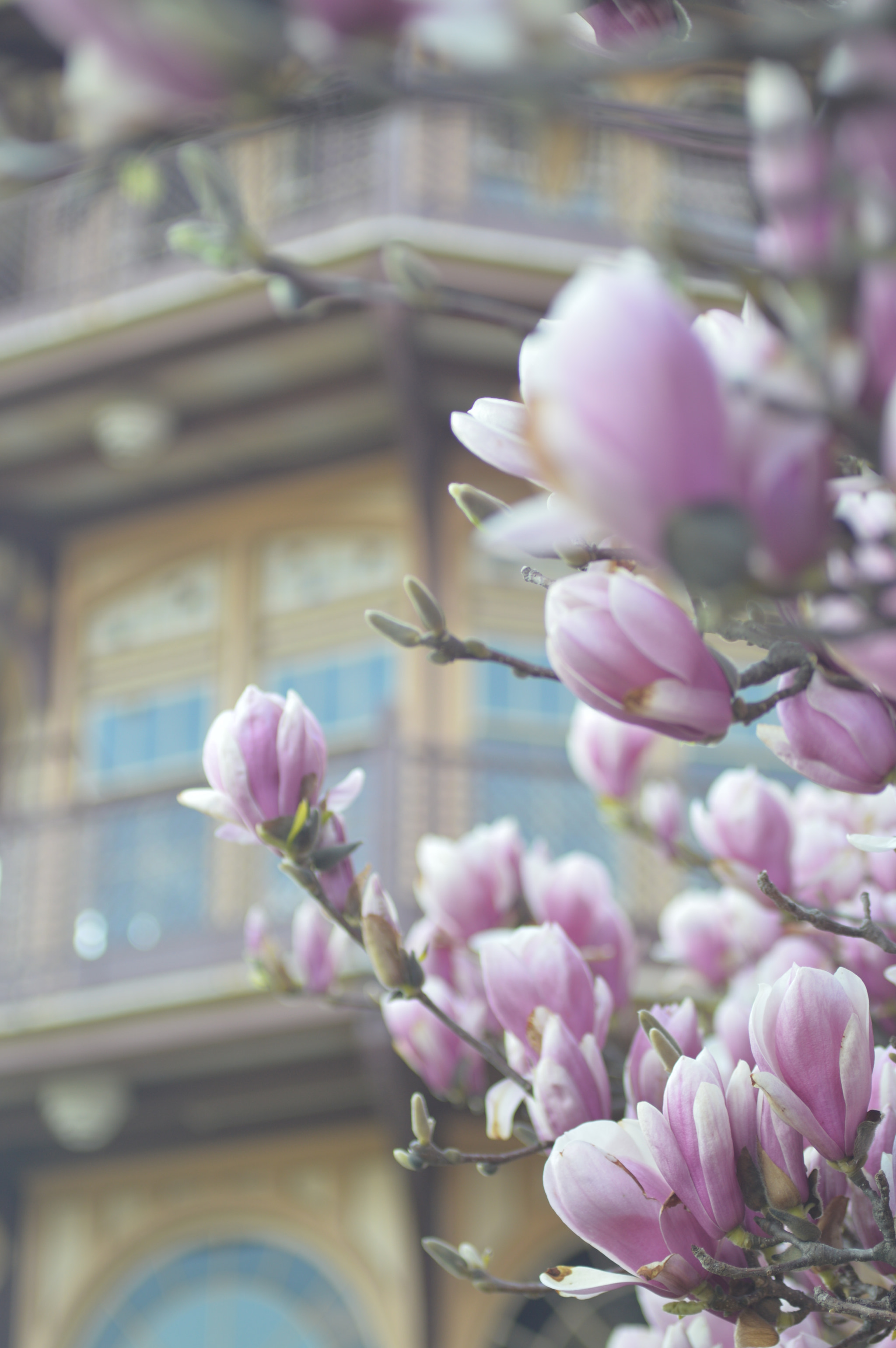 Nikon D3200 + Sigma 50mm F2.8 EX DG Macro sample photo. Patterson park cherry blossom photography