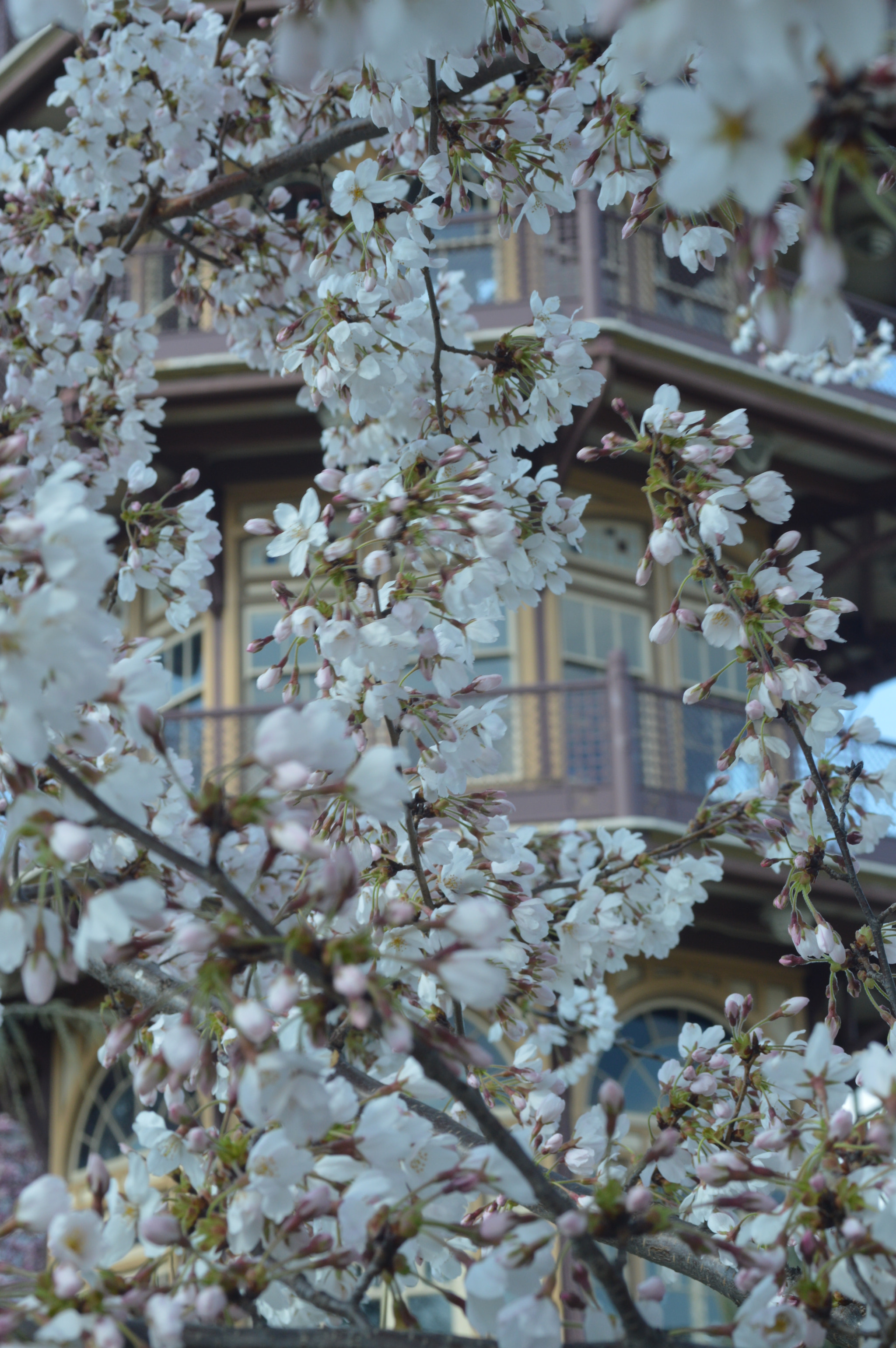 Nikon D3200 + Sigma 50mm F2.8 EX DG Macro sample photo. Patterson park cherry blossom photography