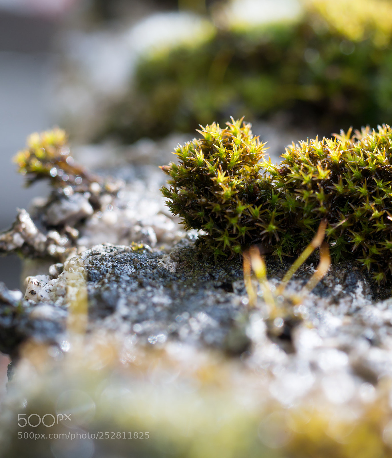 Panasonic Lumix DMC-GX7 sample photo. Spring macro world photography