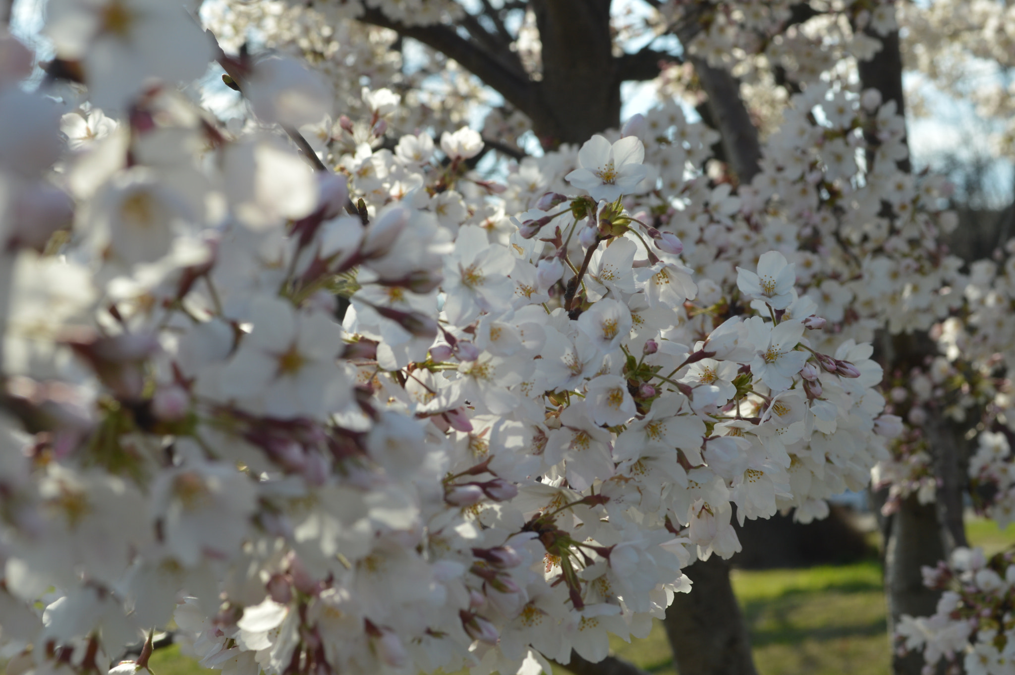 Nikon D3200 + Sigma 50mm F2.8 EX DG Macro sample photo. Patterson park cherry blossom photography