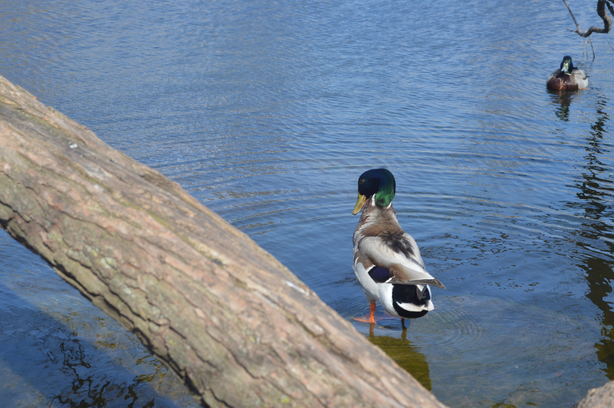 Nikon D3200 sample photo. Patterson park cherry blossom photography