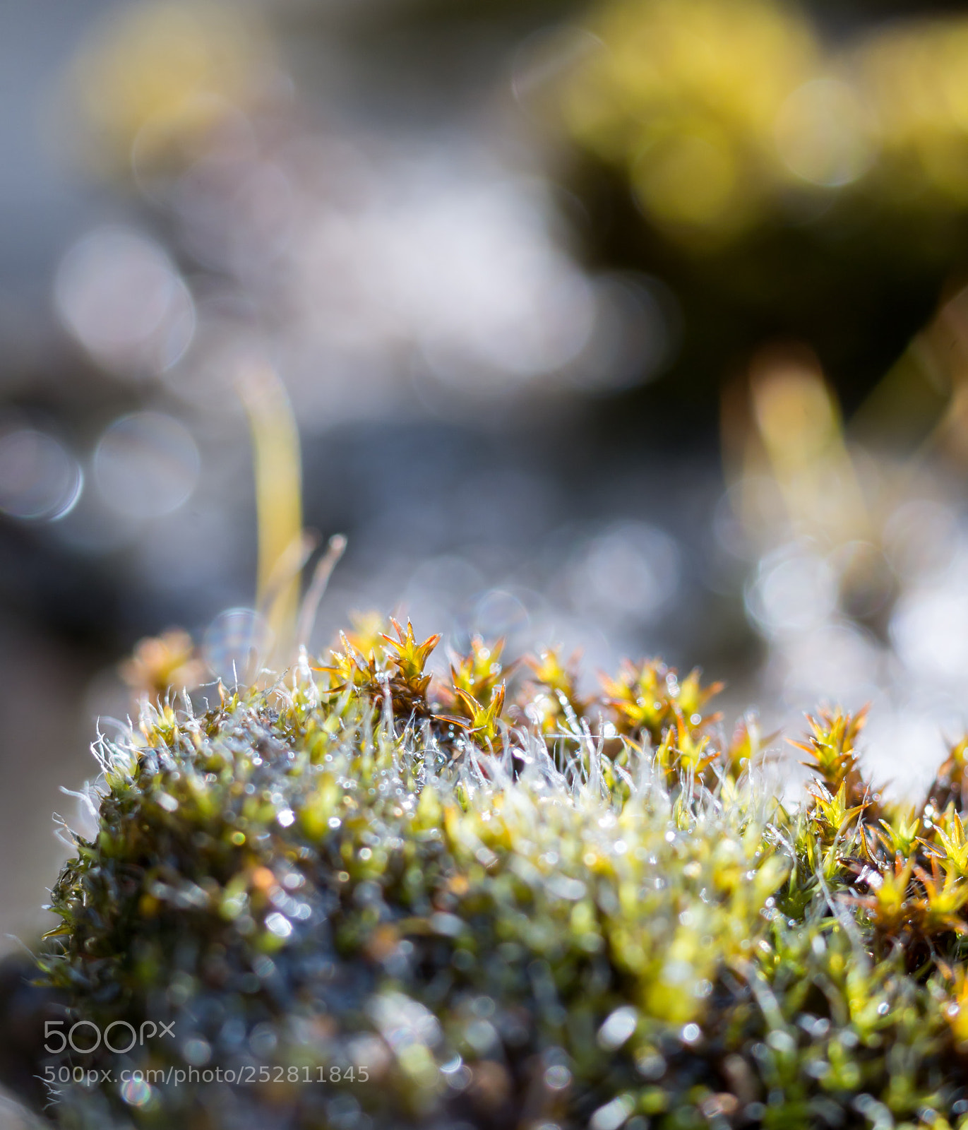 Panasonic Lumix DMC-GX7 sample photo. Spring macro world photography