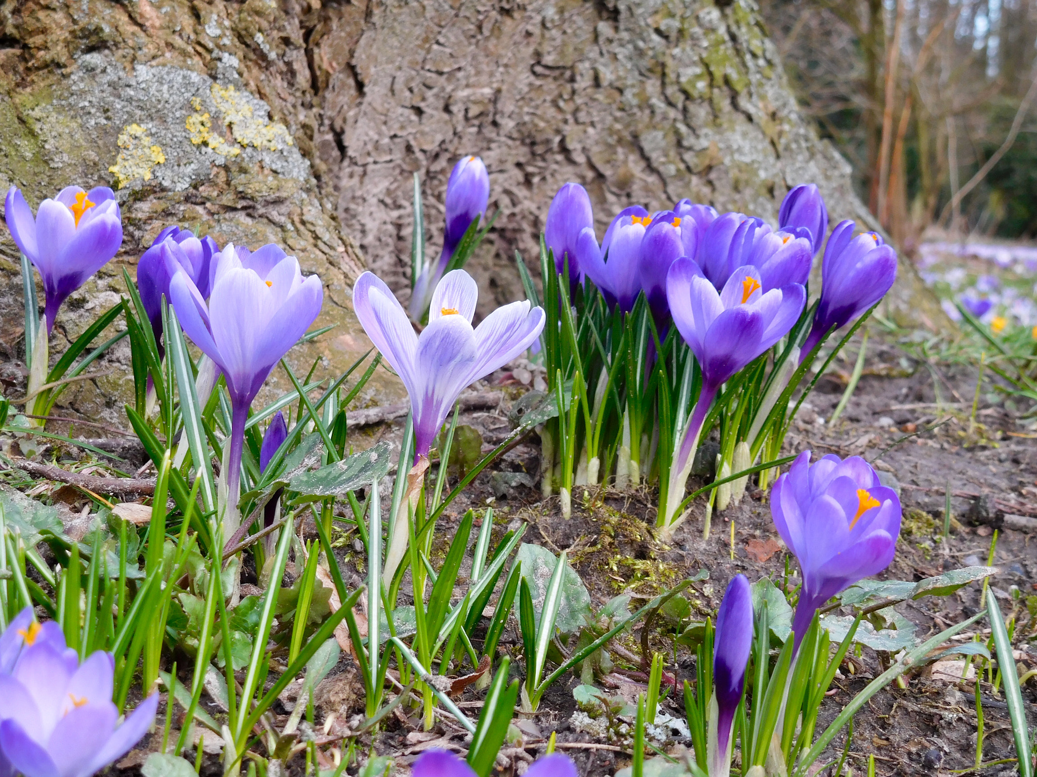Nikon Coolpix S7000 sample photo. Spring photography