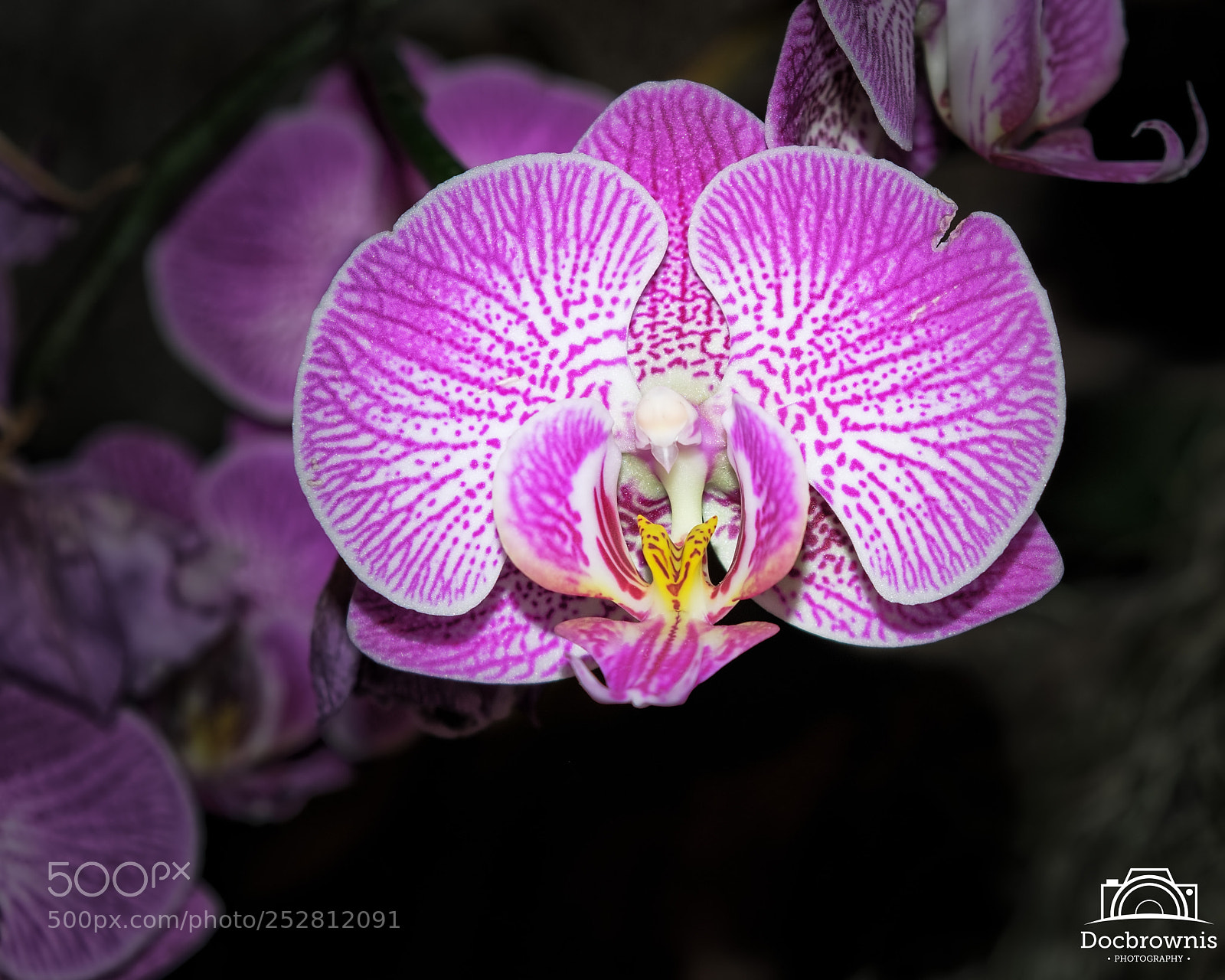 Nikon D5300 sample photo. Botanic 1 photography