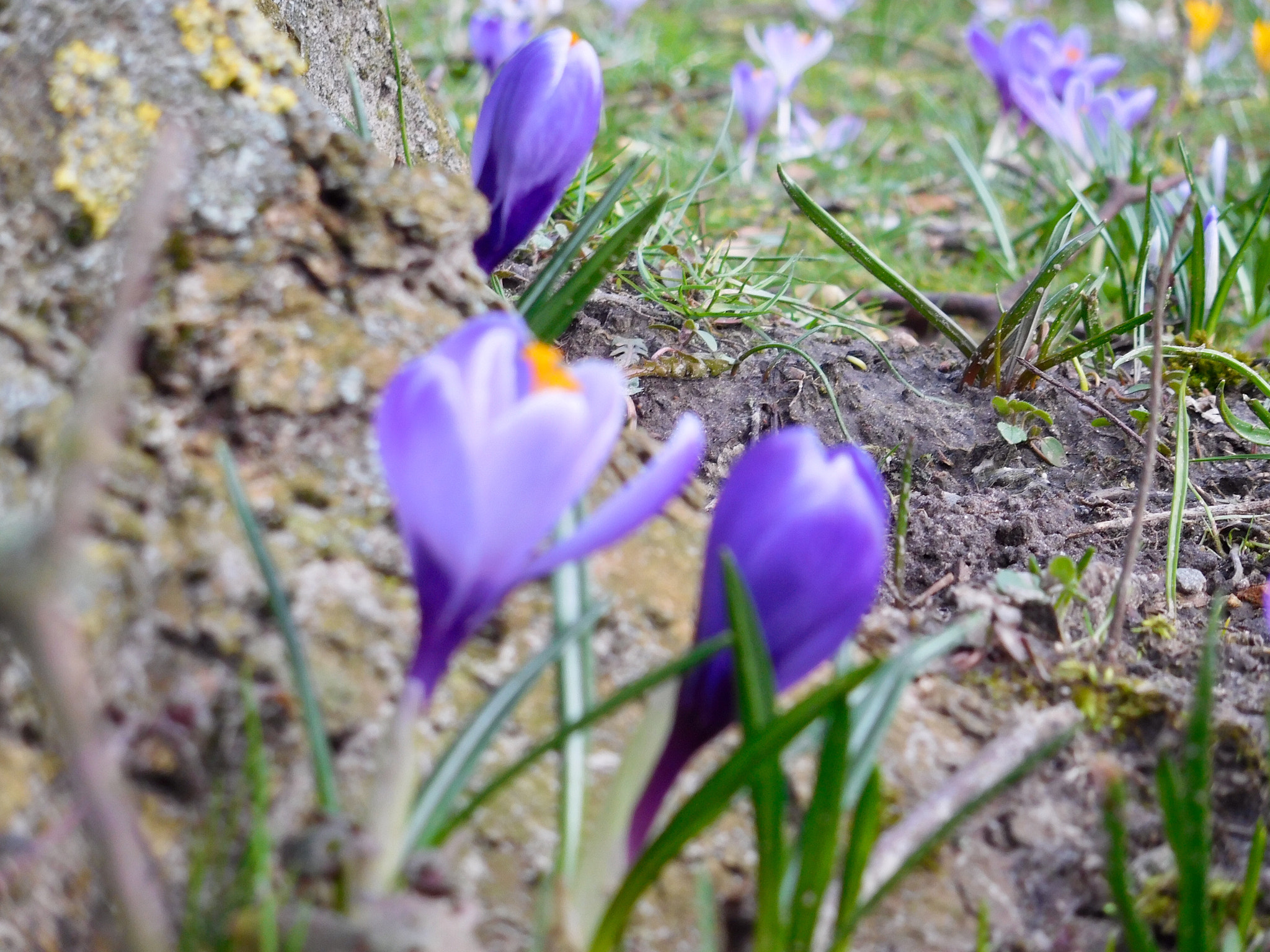 Nikon Coolpix S7000 sample photo. Spring photography