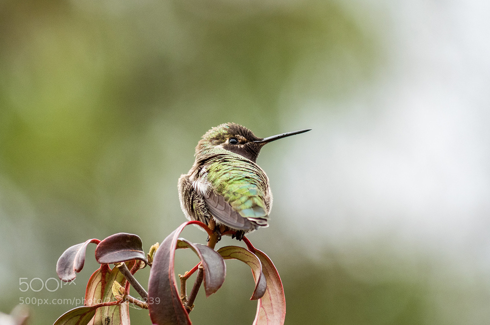 Olympus OM-D E-M5 II sample photo. Hummingbird photography