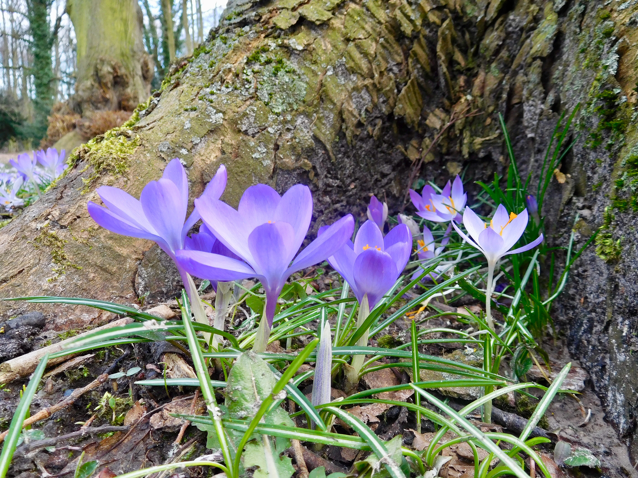 Nikon Coolpix S7000 sample photo. Spring photography
