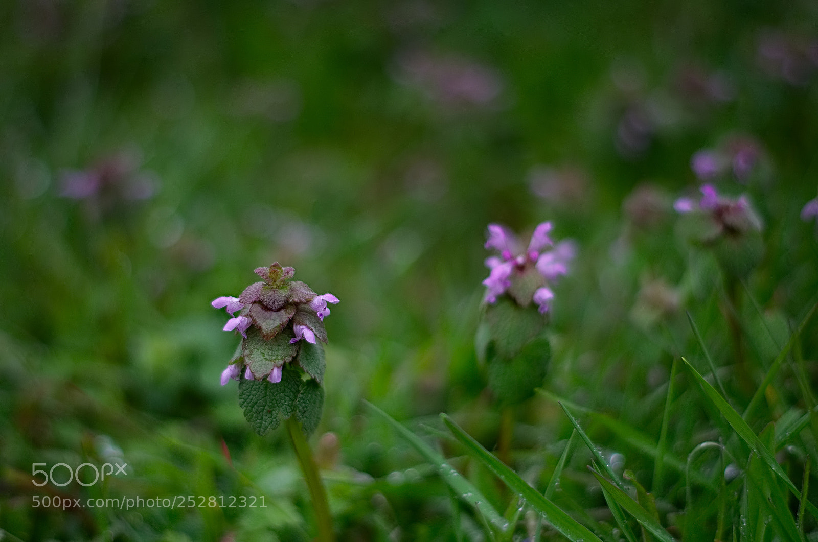 Pentax K-50 sample photo. Wildflower photography