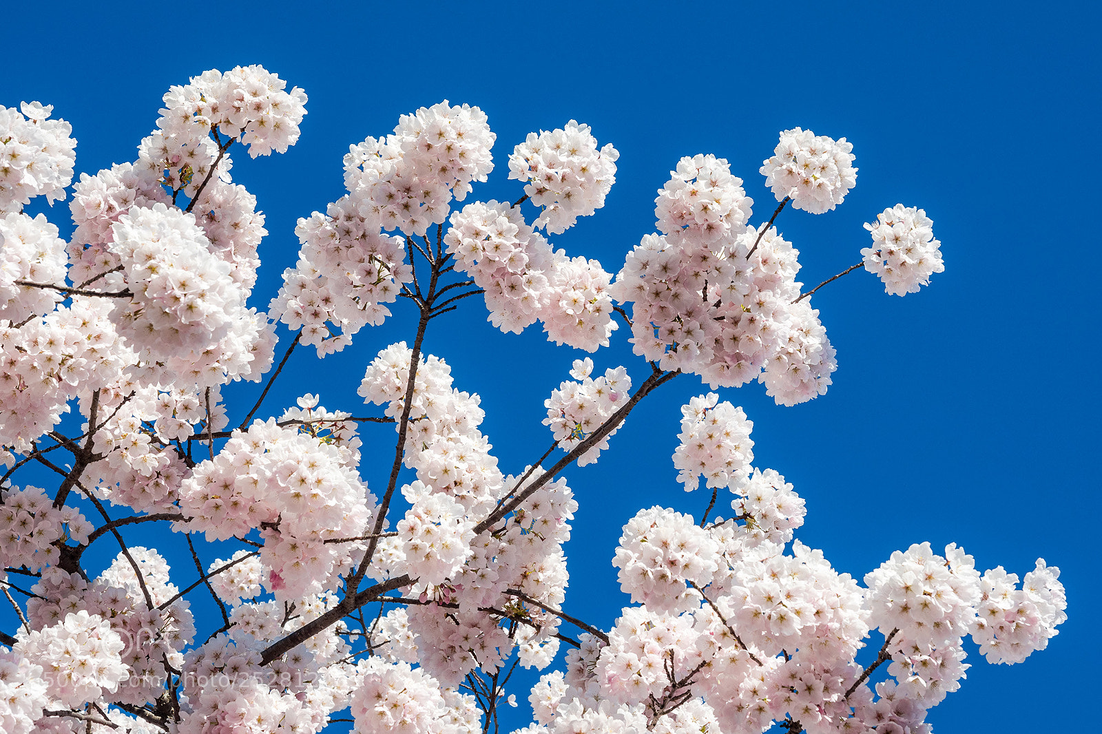Olympus OM-D E-M5 II sample photo. Cherry blossom photography