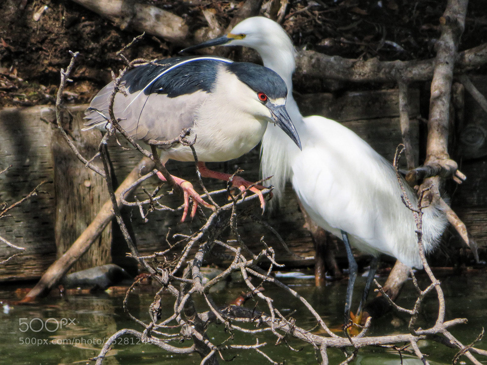 Canon PowerShot SX720 HS sample photo. Crossing paths photography