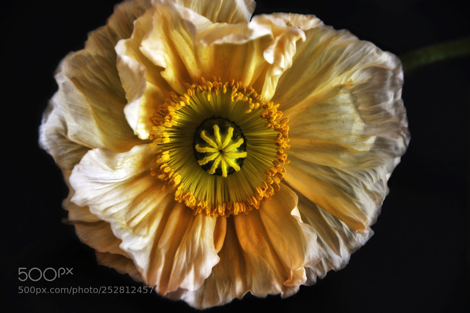 Nikon D5200 sample photo. Orange poppy photography