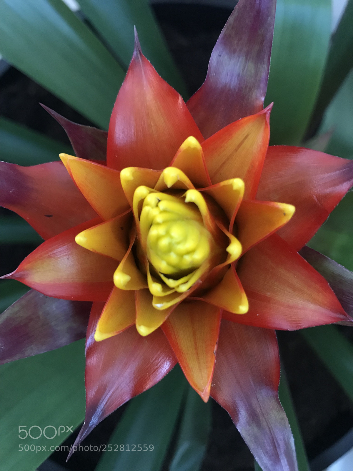 Apple iPhone 7 sample photo. Bromelia ii photography