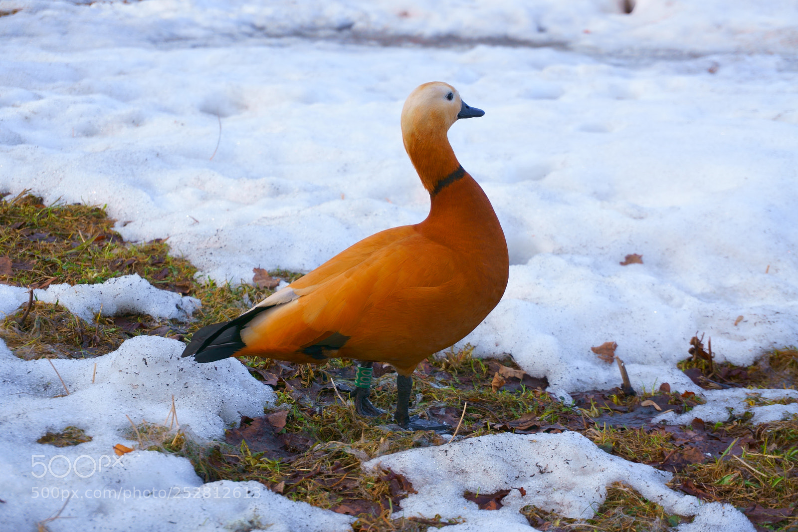 Sony a6000 sample photo. Ruddy shelduck photography