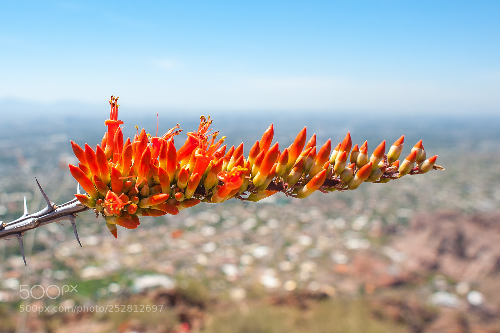 Nikon D700 sample photo. Ocotillo on camelback mountain photography