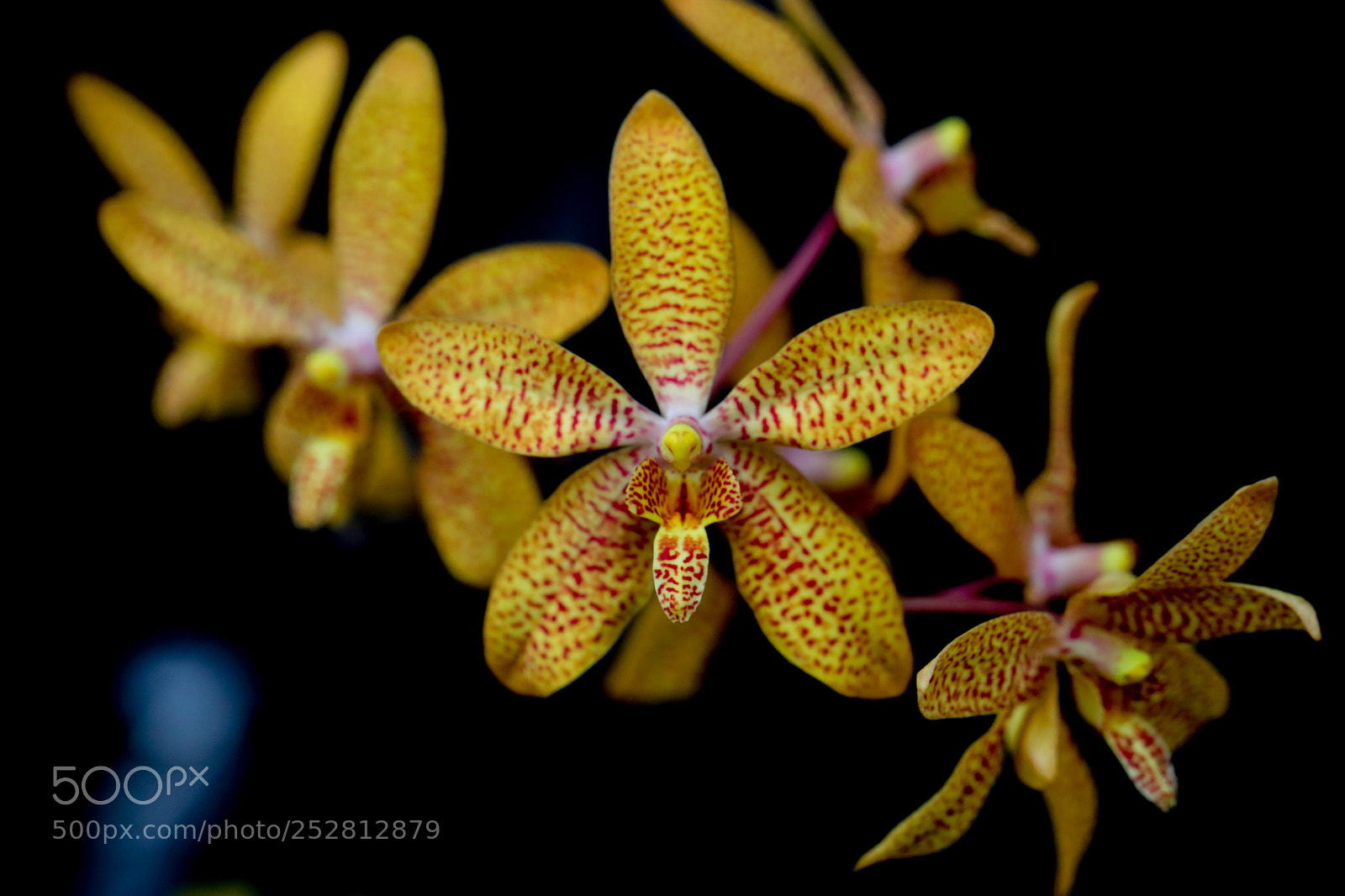 Canon EOS 5D Mark IV sample photo. Orchid photography