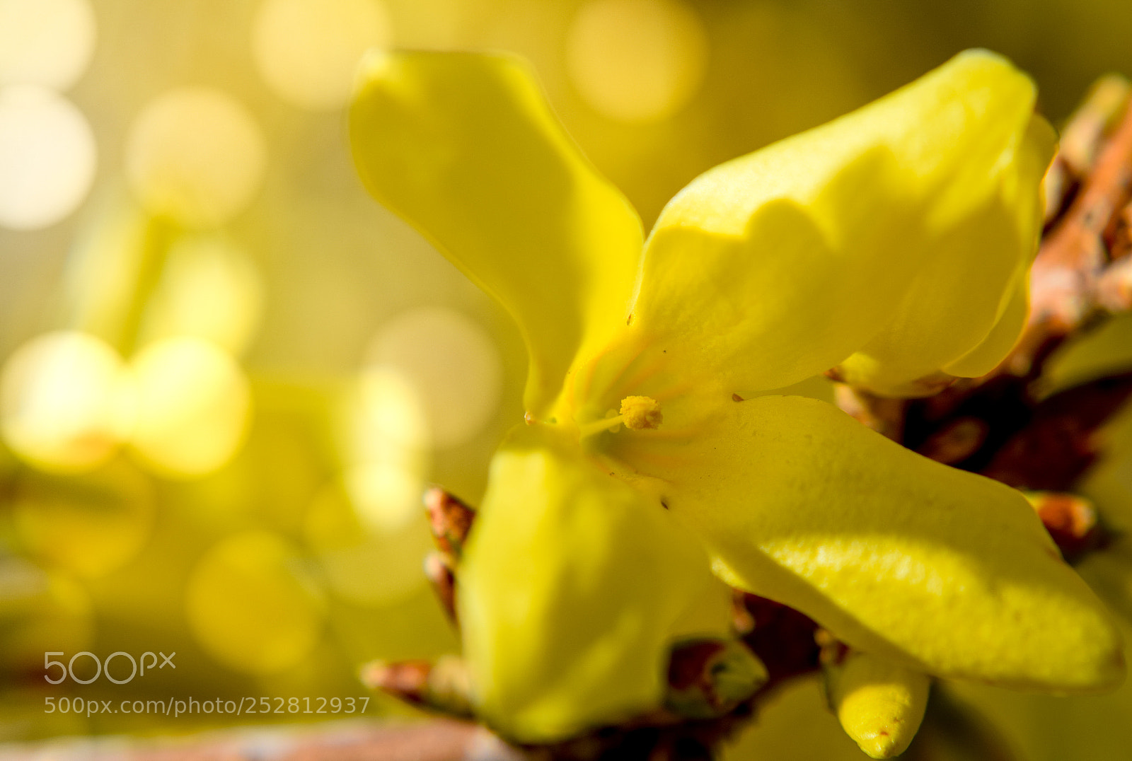 Nikon D3300 sample photo. Spring colors photography