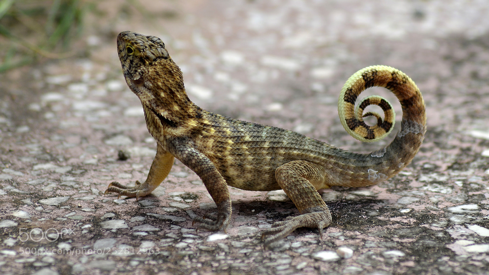 Nikon D5100 sample photo. Northern curly-tailed lizard. photography