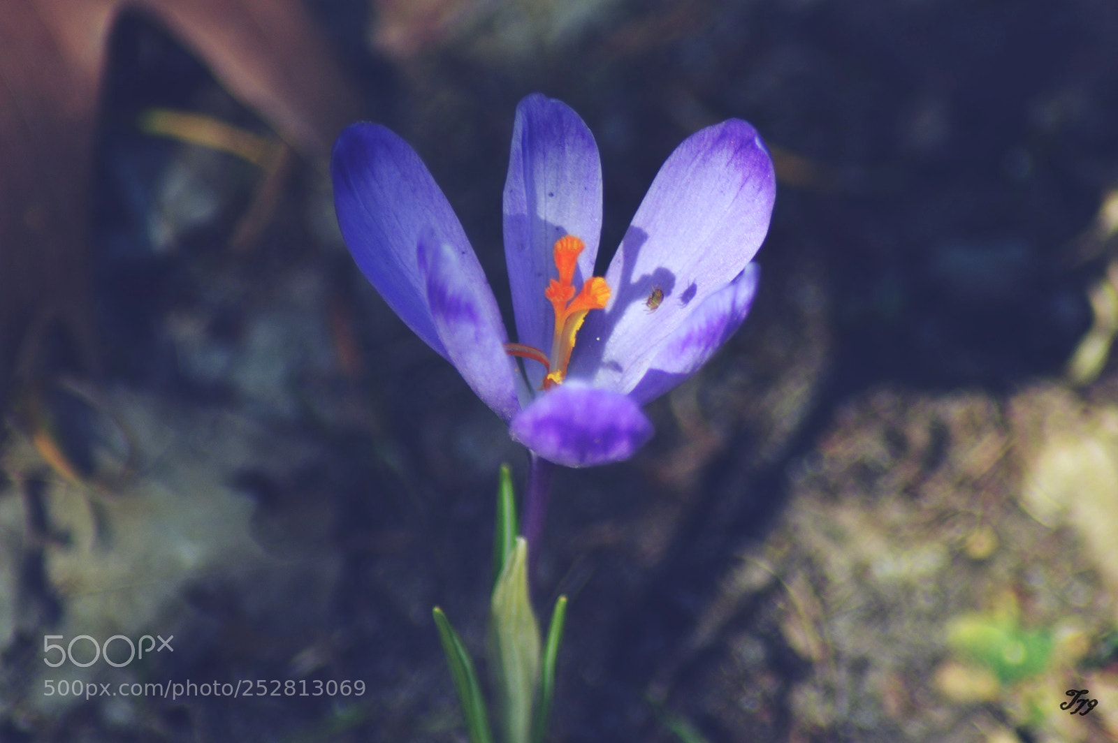 Nikon D3200 sample photo. Kwiaty photography