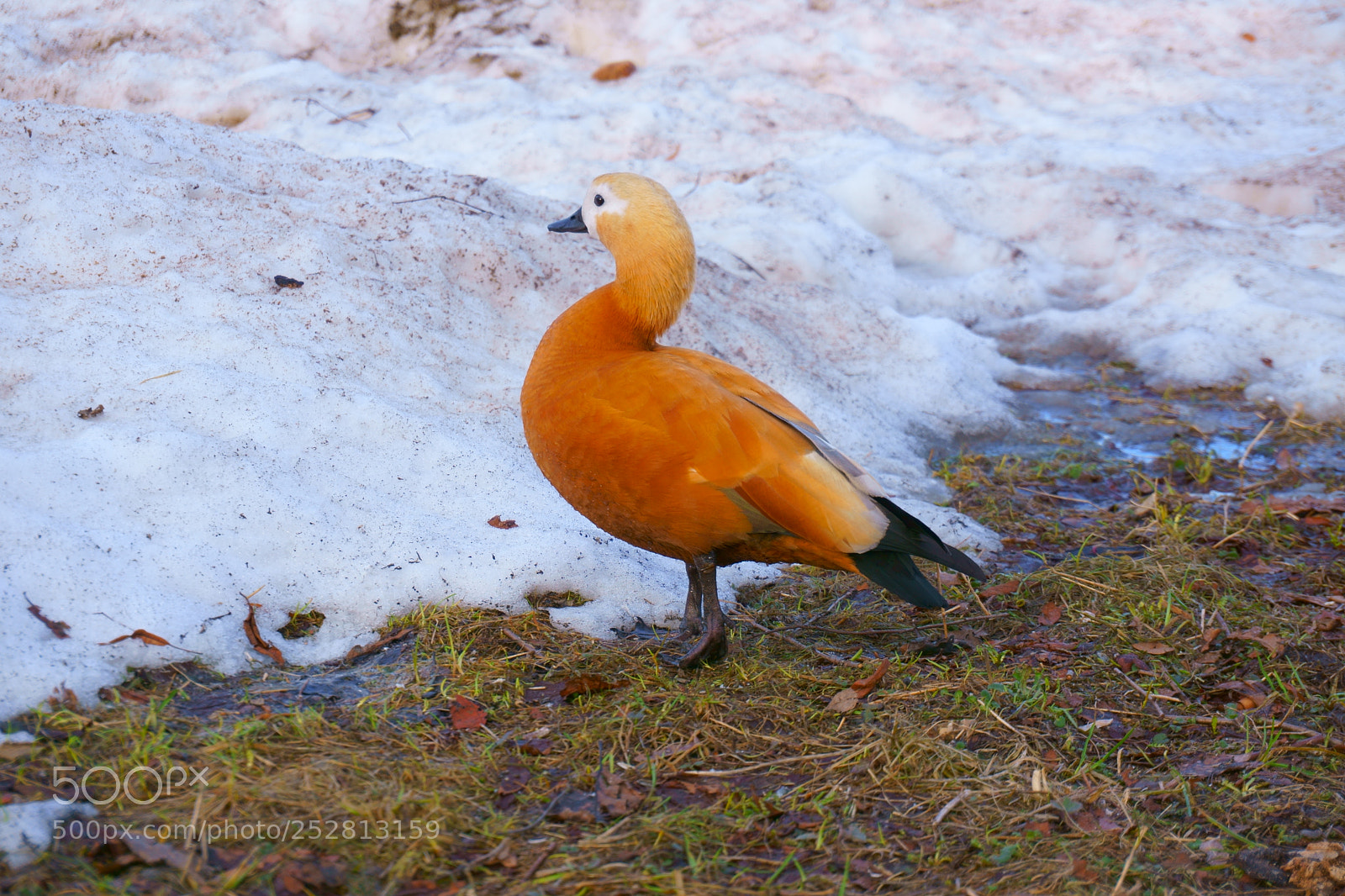 Sony a6000 sample photo. Ruddy shelducks photography
