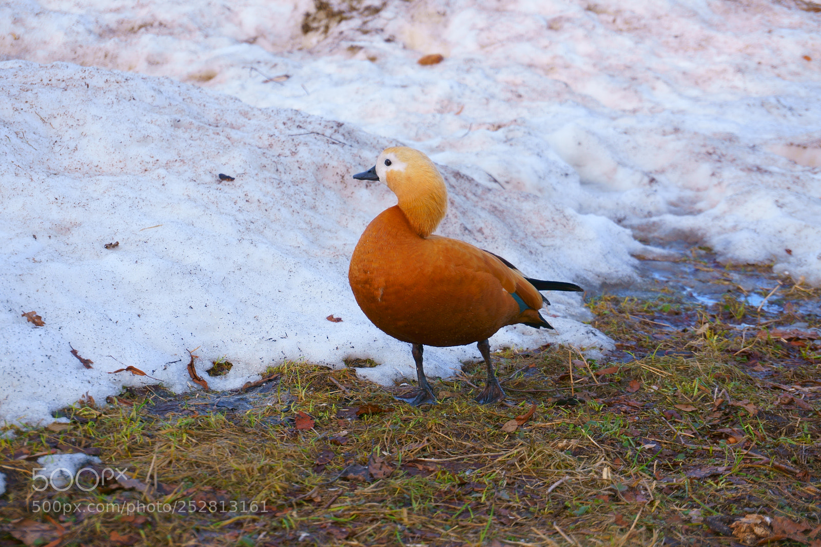 Sony a6000 sample photo. Ruddy shelducks photography