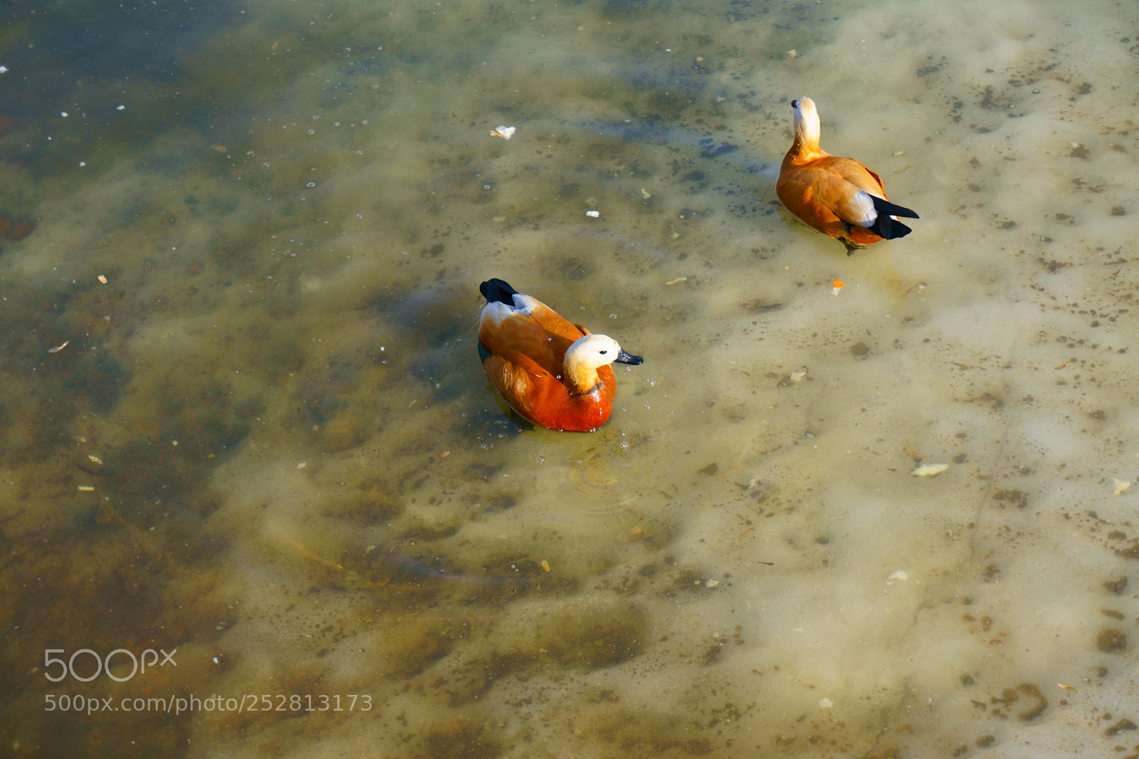Sony a6000 sample photo. Ruddy shelducks photography