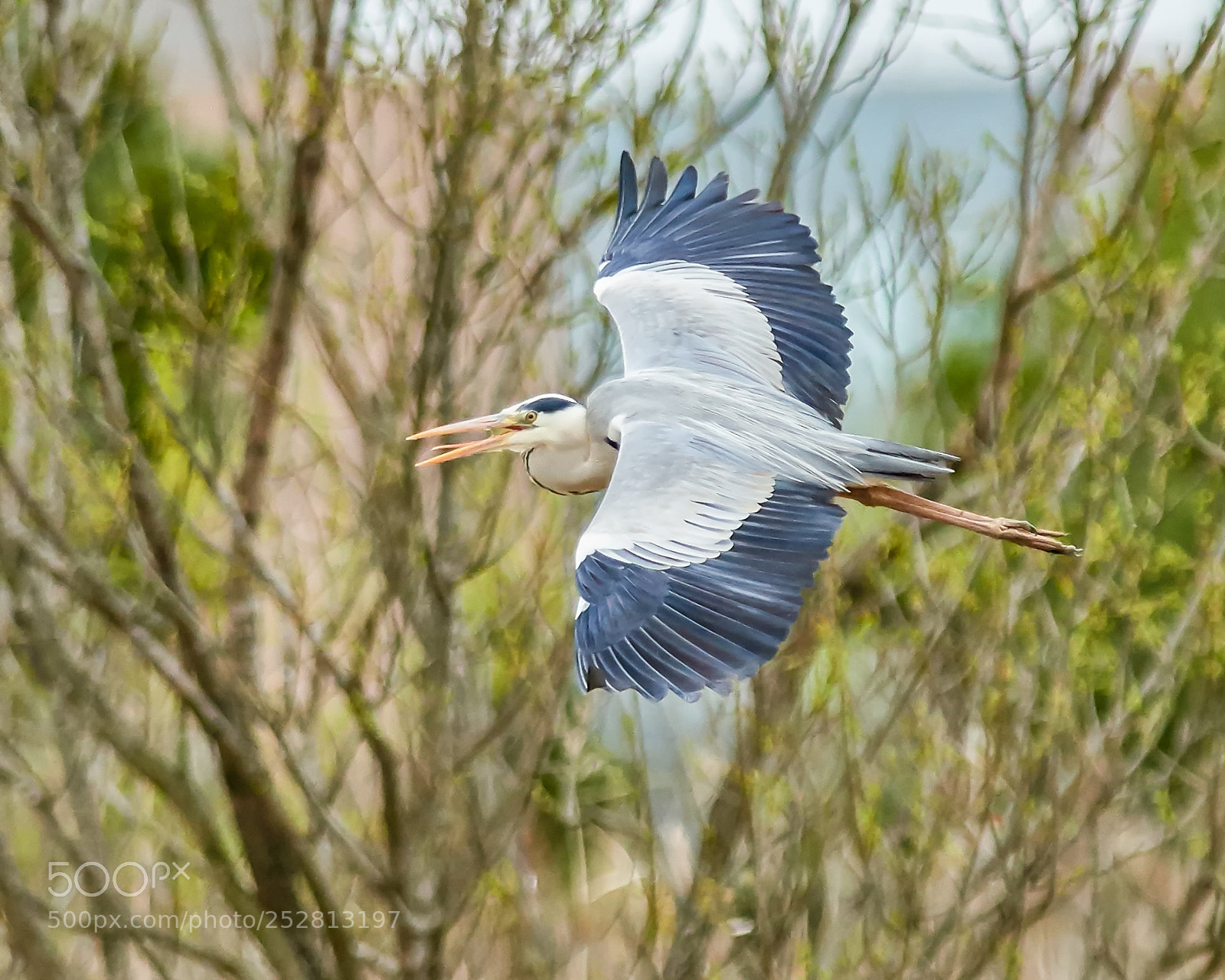 Nikon D500 sample photo. Gray heron photography